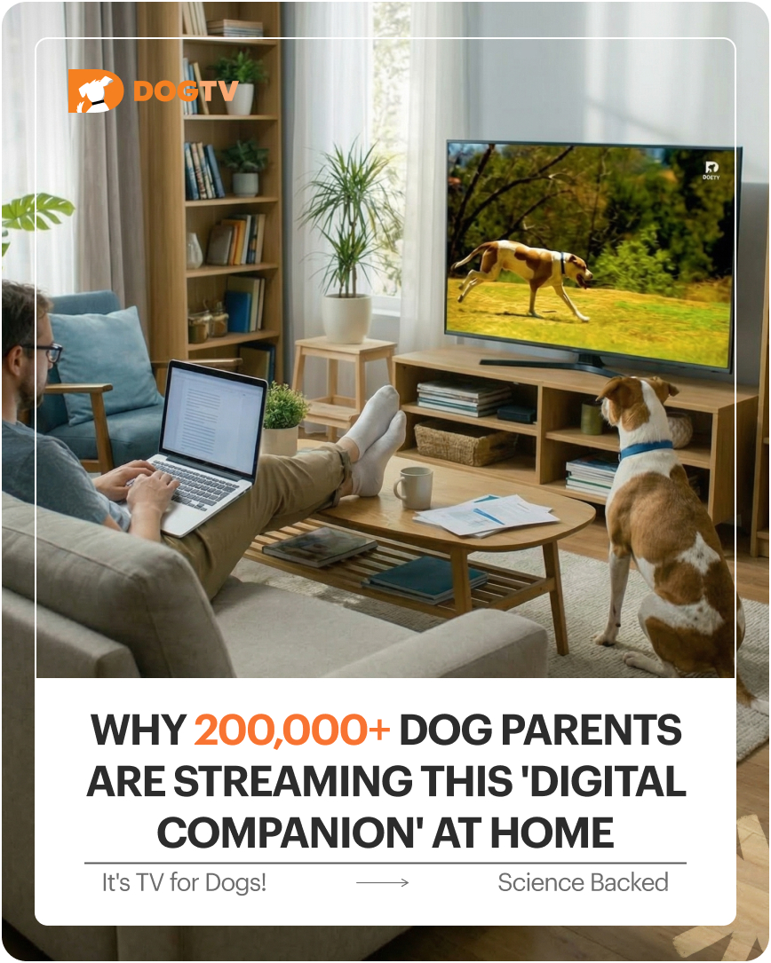 DogTV Meta ad creative that drives the click